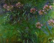 克劳德 莫奈 : Agapanthus